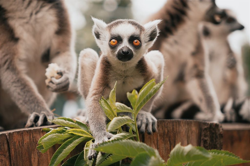 Crafting Captivating Headlines: Your awesome post title goes here Close-up of a curious ring-tailed lemur perched on a wooden structure, Hungary.